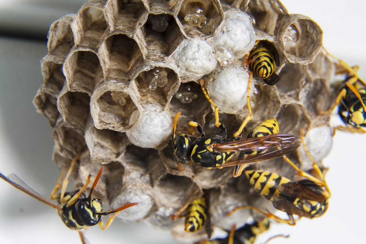 What Smell Do Wasps Hate? What Will Keep Them Away