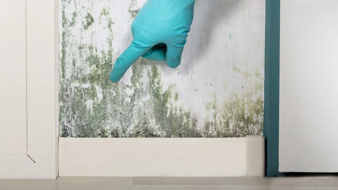 How to Detect Mold in a New Home (And How to Get Rid Of It) » Wassup Mate