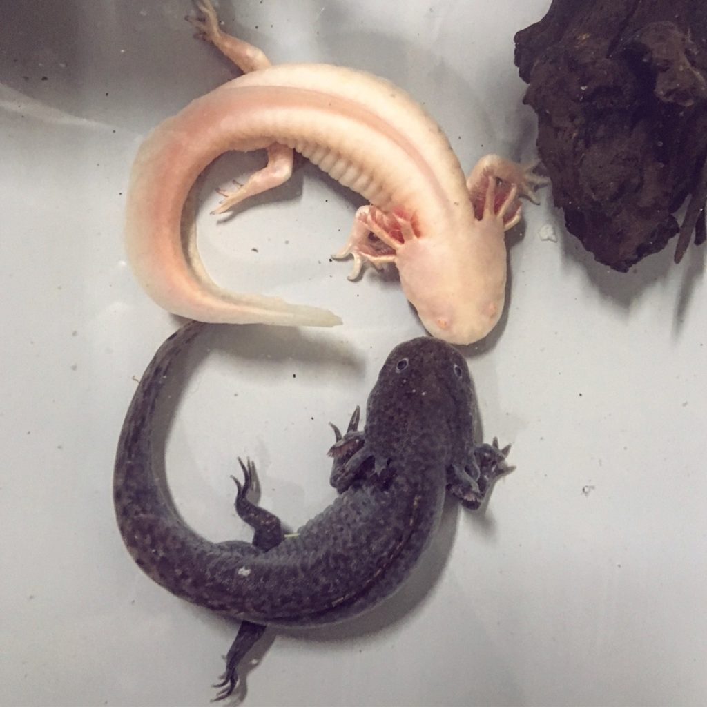 Water Critters Canadian axolotl breeder