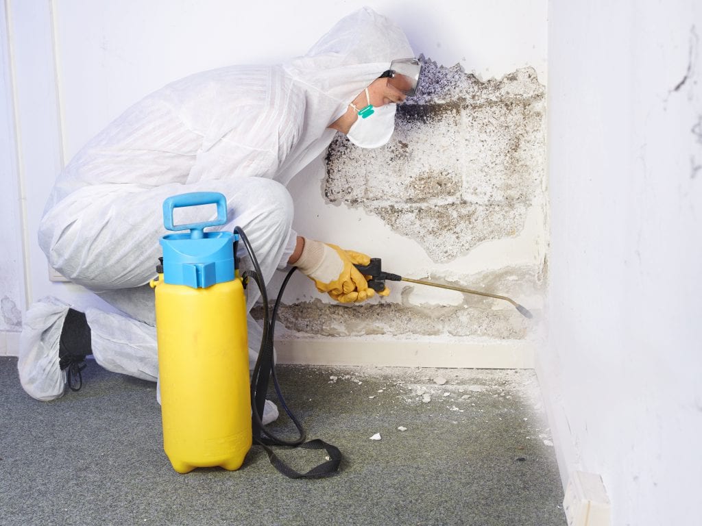 Remove Your Mold Issues with Professional Mold Remediation Website