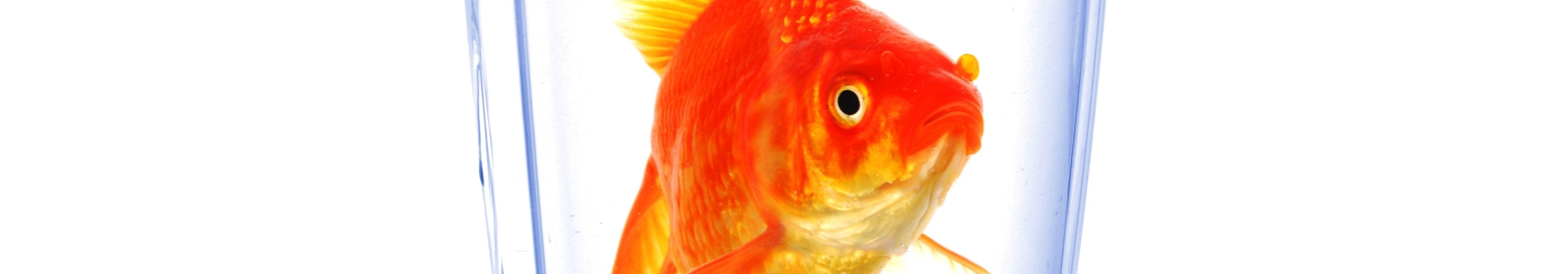 Why does my water smell like fish? Waterlogic