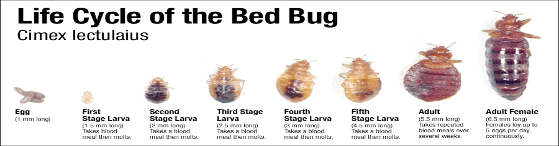 bedbuglifecycle Waterloo Pest Control