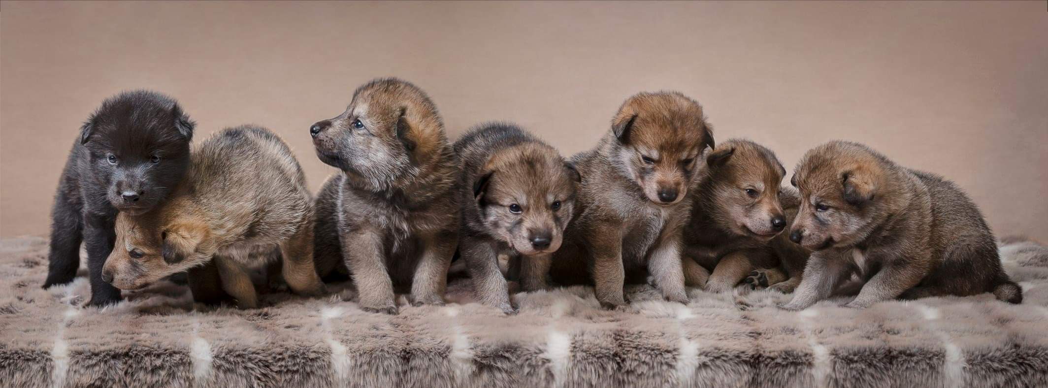 Can One Litter Of Dogs Have Two Fathers