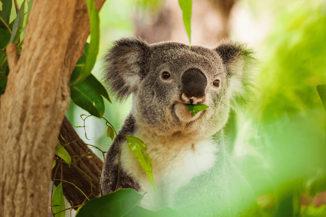 Koala Habitat Mapping Water Technology