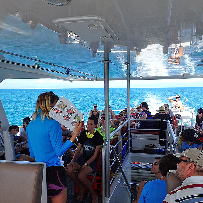 Port Douglas Full Day Reef Snorkel Tour with Wavelength Reef Cruises
