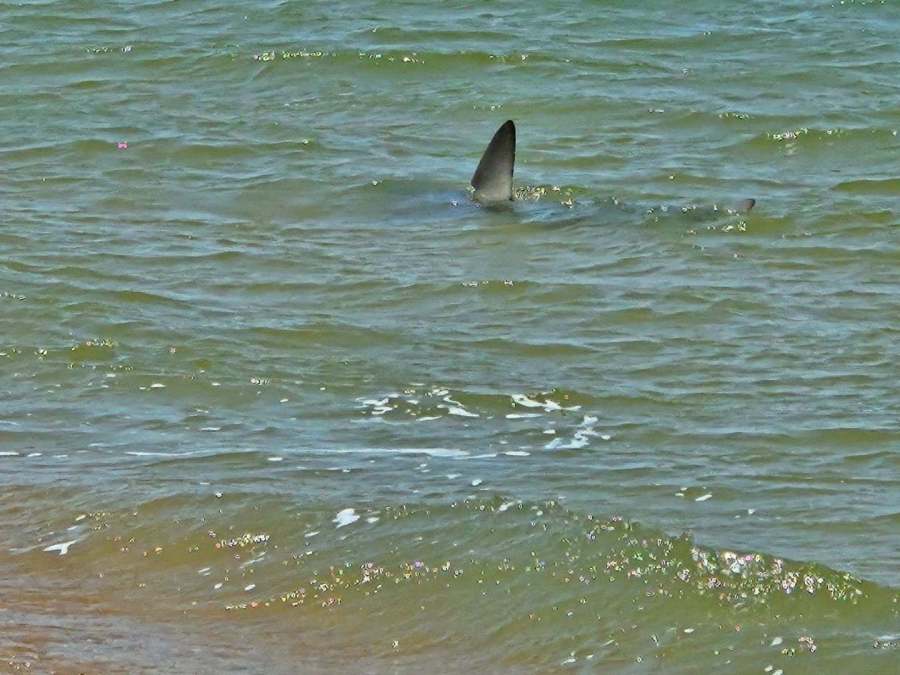 A shark made its way into the bay near the Lesner Bridge