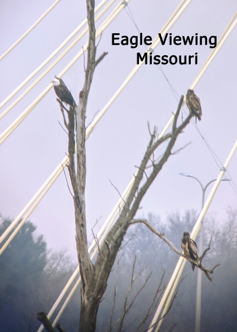 Bald Eagle Sightings in Missouri Wayfaring Clan