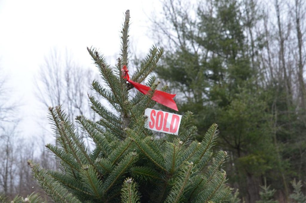 christmas tree farms Wayne County Tourism Wayne County NY Tourism