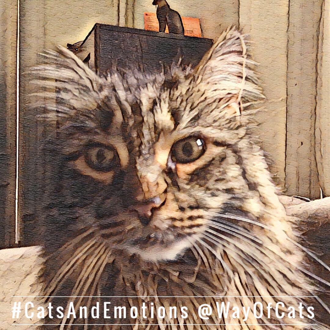 Grooming Care for the Senior Cat when they need help. Way of Cats