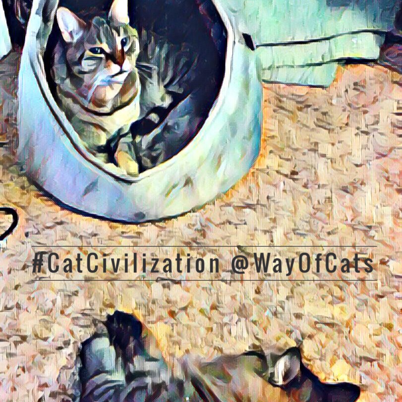 Why do cats like to show us their behind?