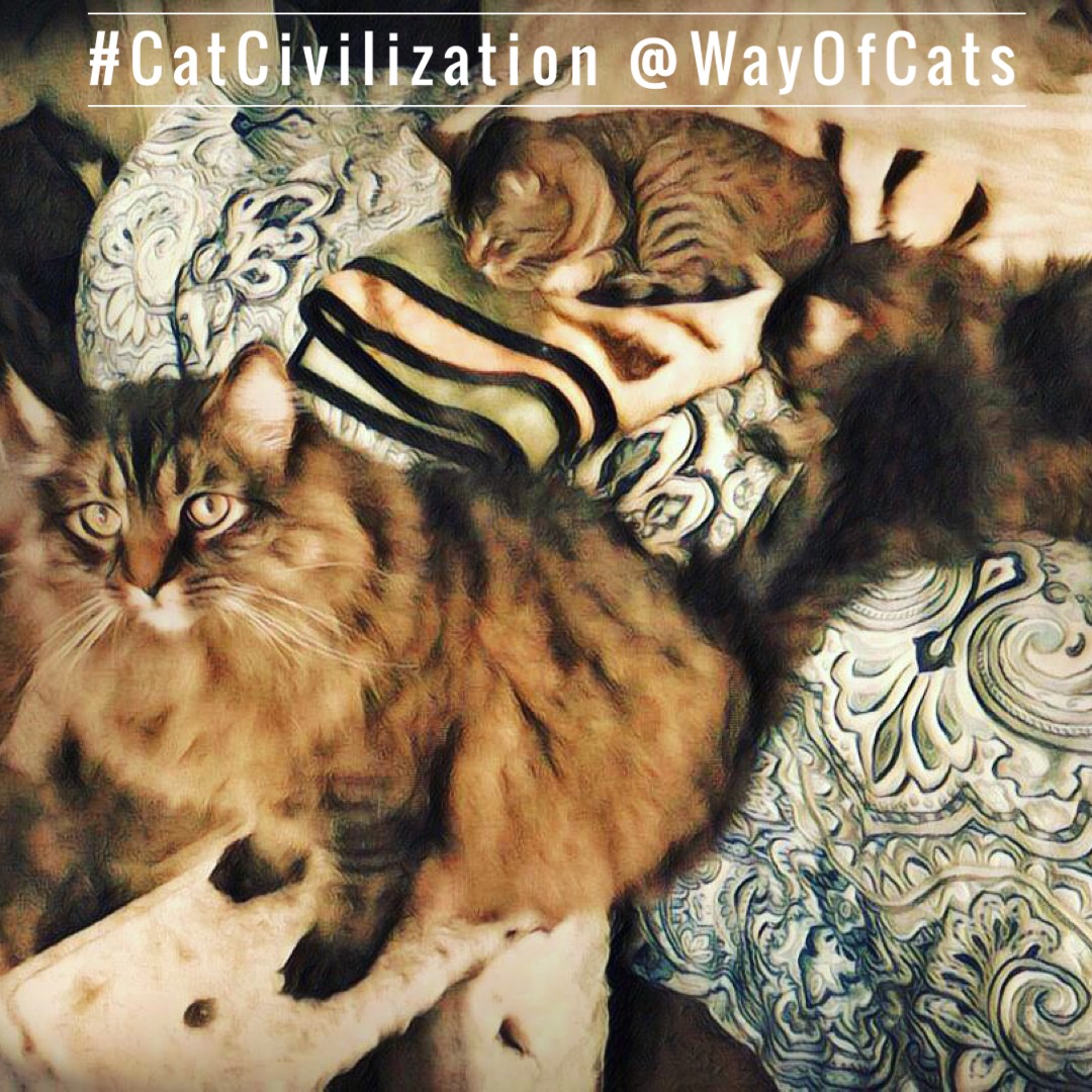 Is there a cat formula for multiple cats? Way of Cats