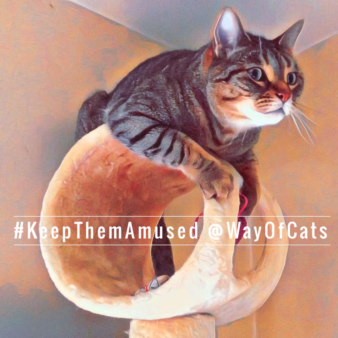 Kitty Outposts are the cat's survival drive. Way of Cats