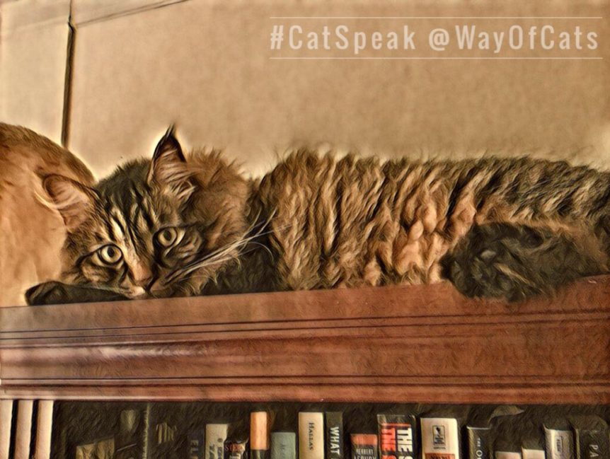 Why it is essential to apologize to cats. the Way of Cats