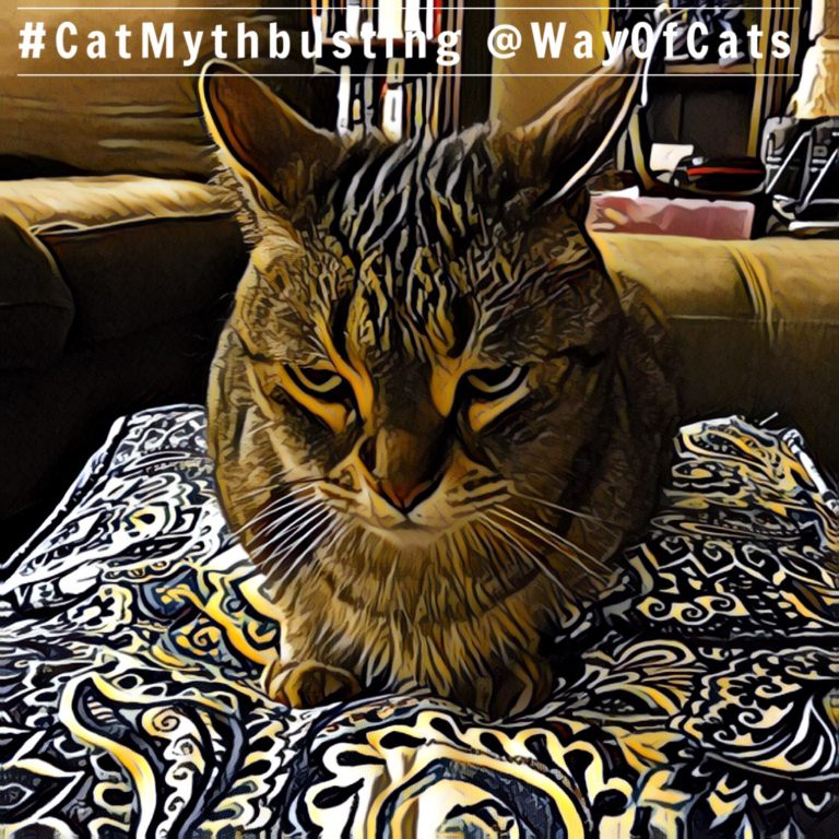 Help! How can I tell if my cat is in pain? the Way of Cats