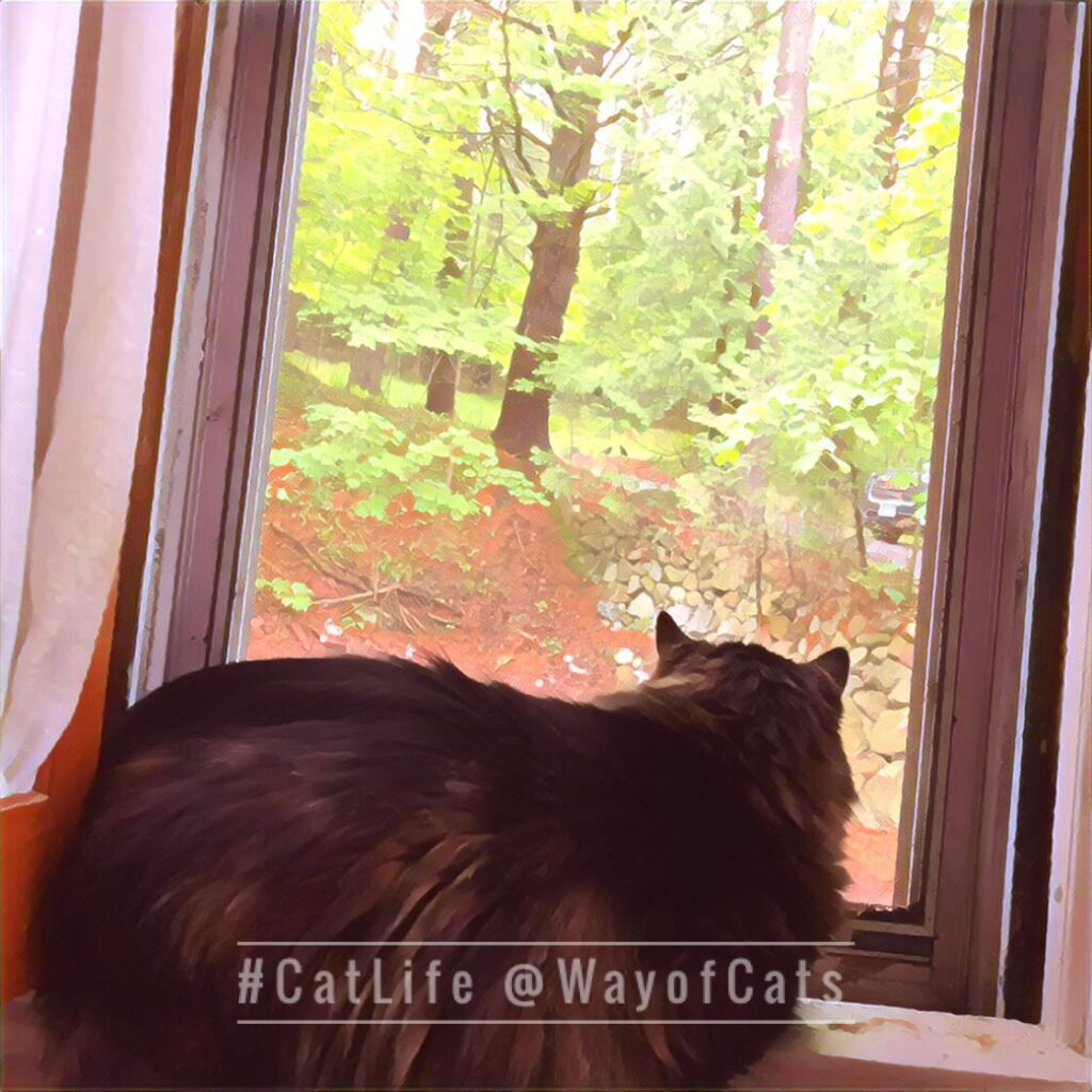 Do Cats Know When We've Been Gone? They notice. Brains at the Way of Cats