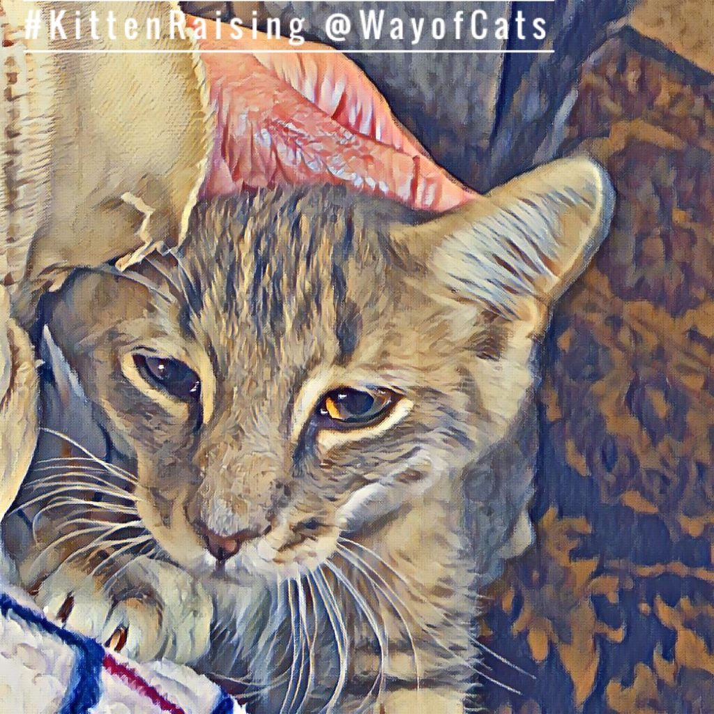 Do we know how to tell if the cat's upset? the Way of Cats