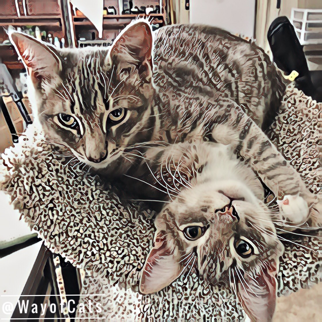 The Path to Cat Compatibility Personality at Way of Cats