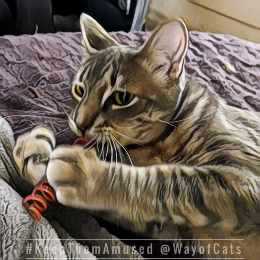 How to manage chewing with redirection training. Way of Cats