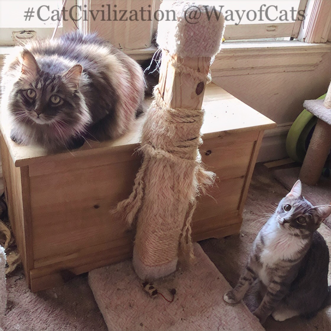 Training themselves? Cats know what they need. Way of Cats