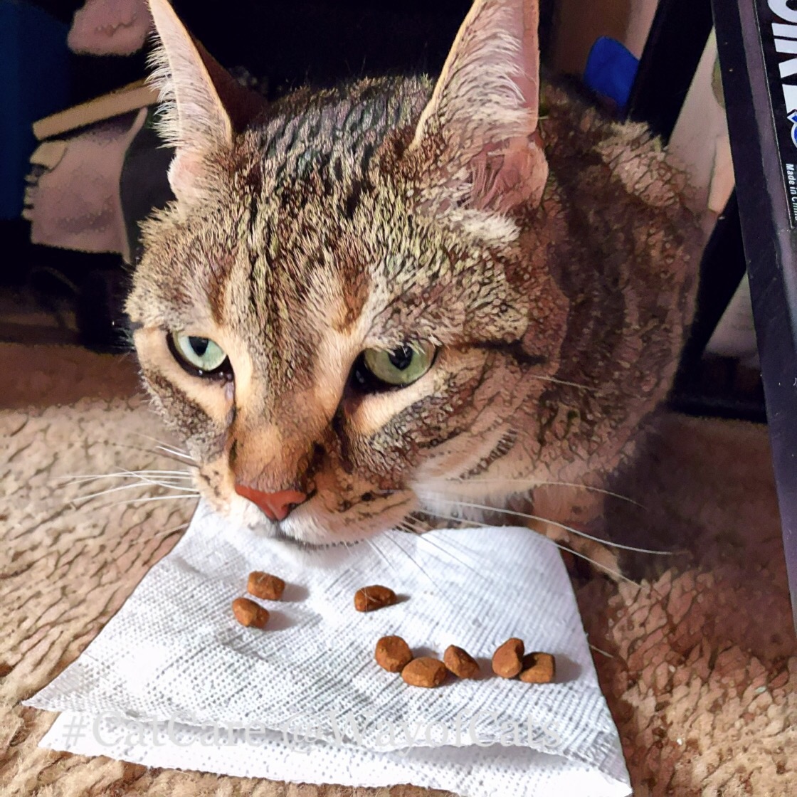 Resource Anxiety, by Cat Types. Learn the signs. Way of Cats