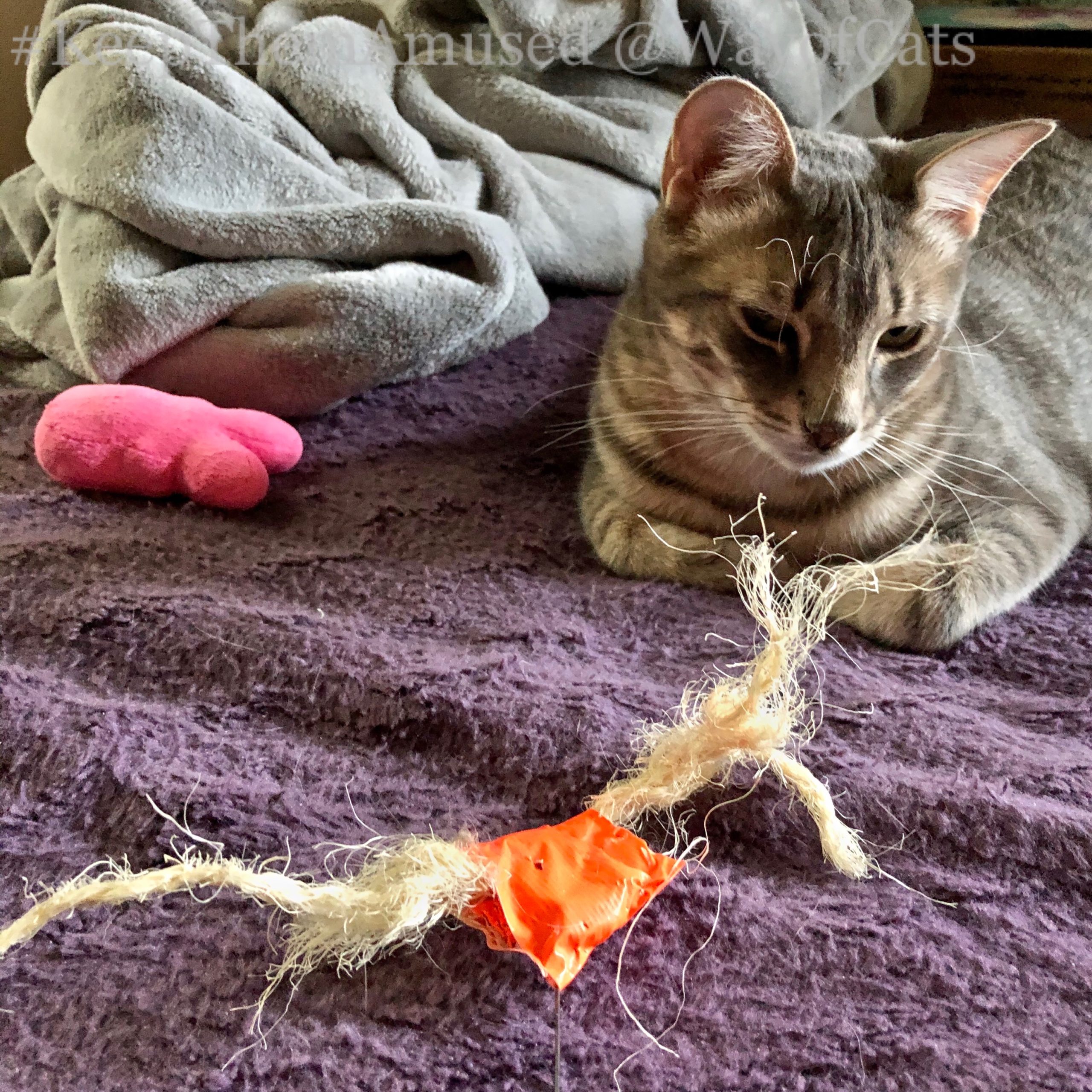 Yes, kittens have teething troubles. Way of Cats