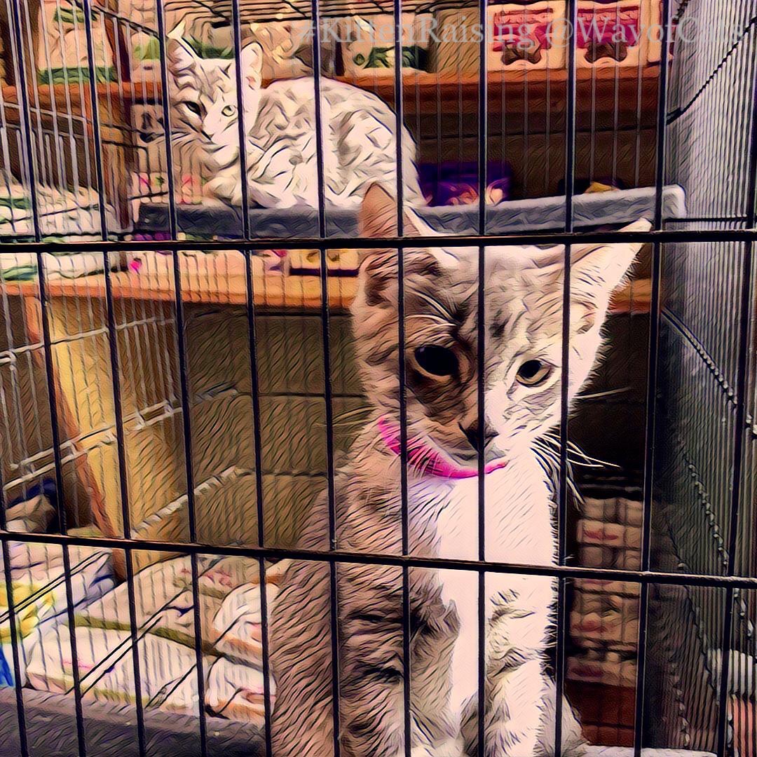 How much can we trust feeling the connection? Way of Cats