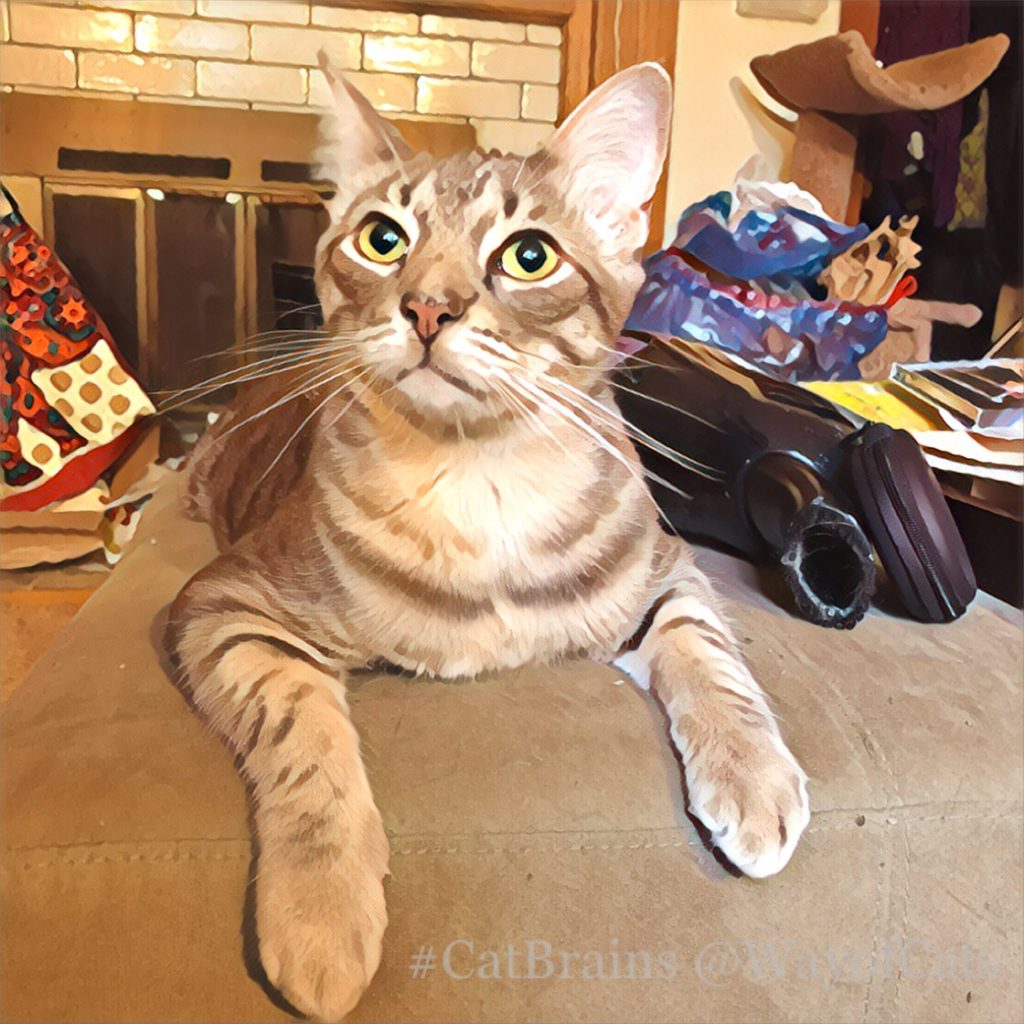 Match the Pet to the Purpose to pick the right cat. Choosing at Way