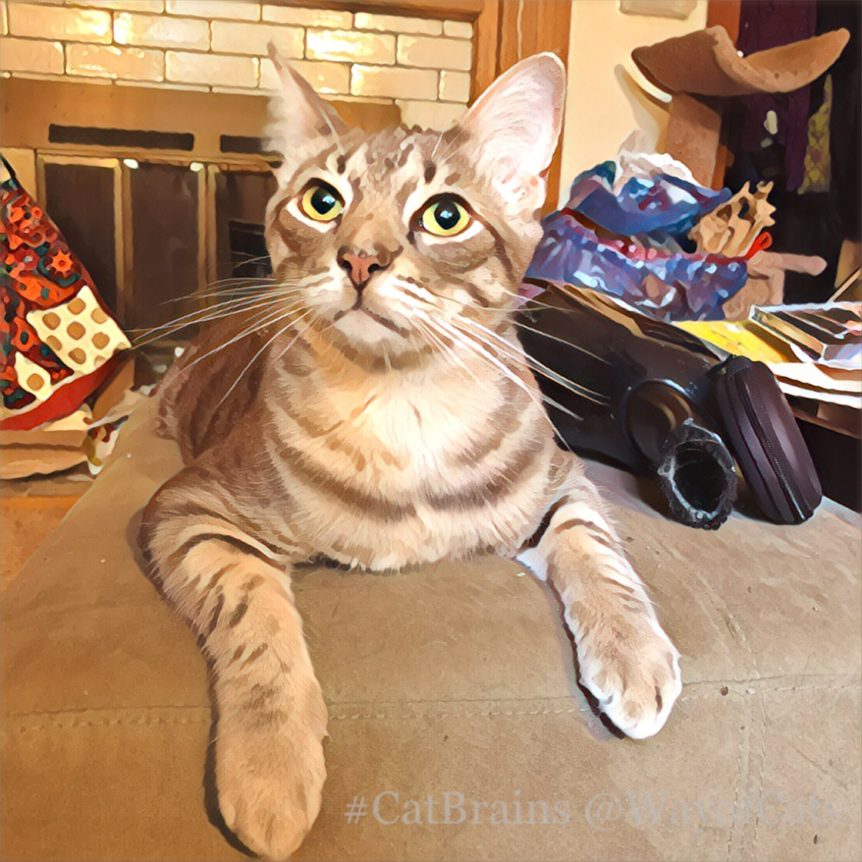 Match the Pet to the Purpose to pick the right cat. Choosing at Way