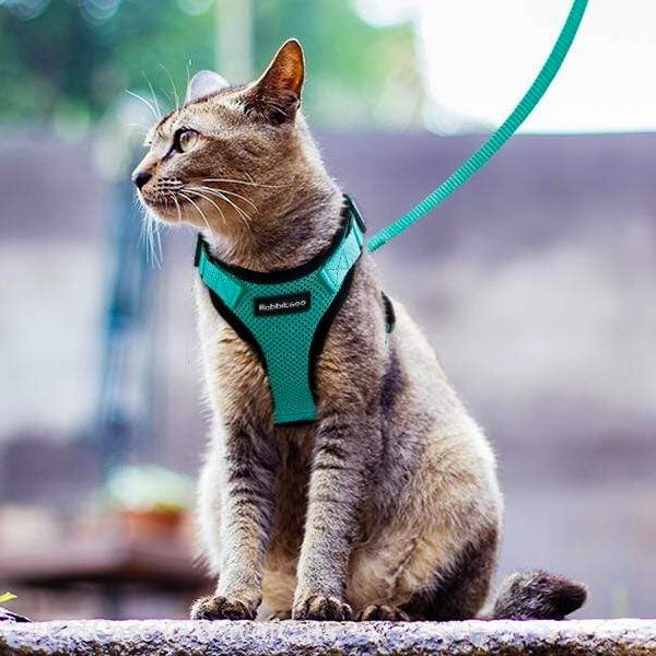 Leash training works in steps. Here's how. Way of Cats