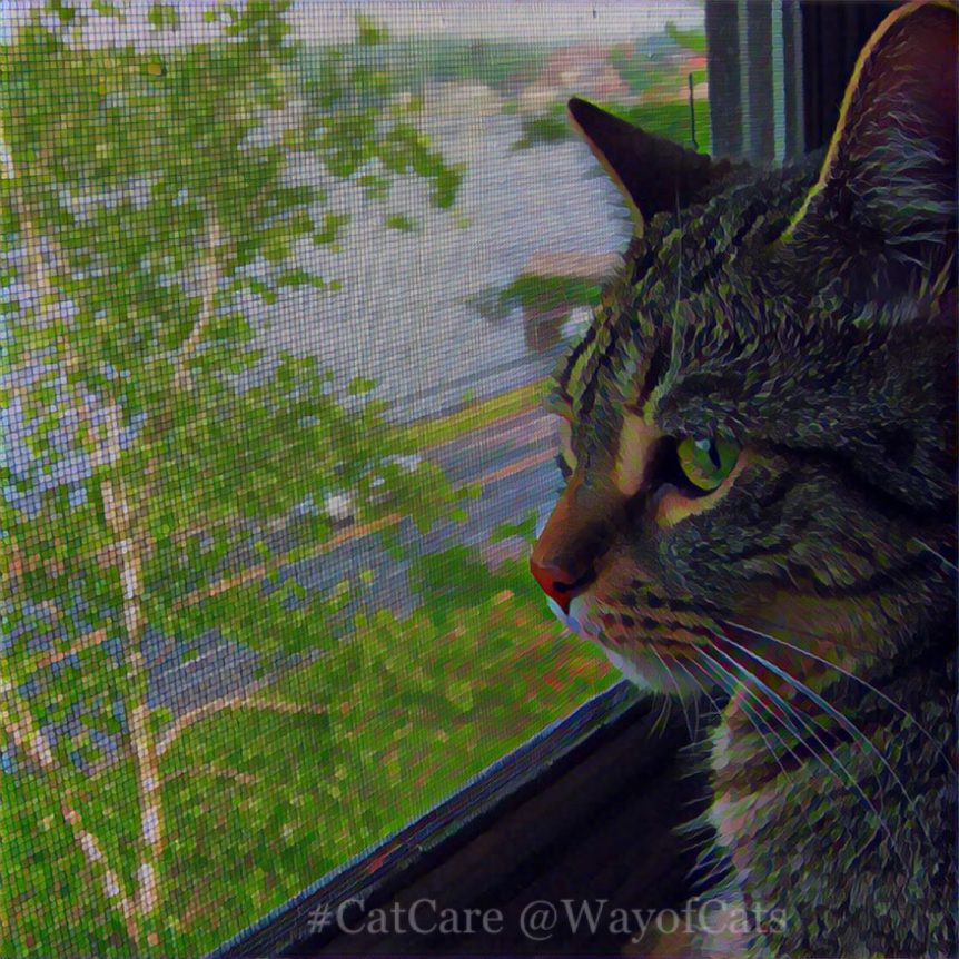 The In/Out Dilemma. Should I let my cat out? Way of Cats