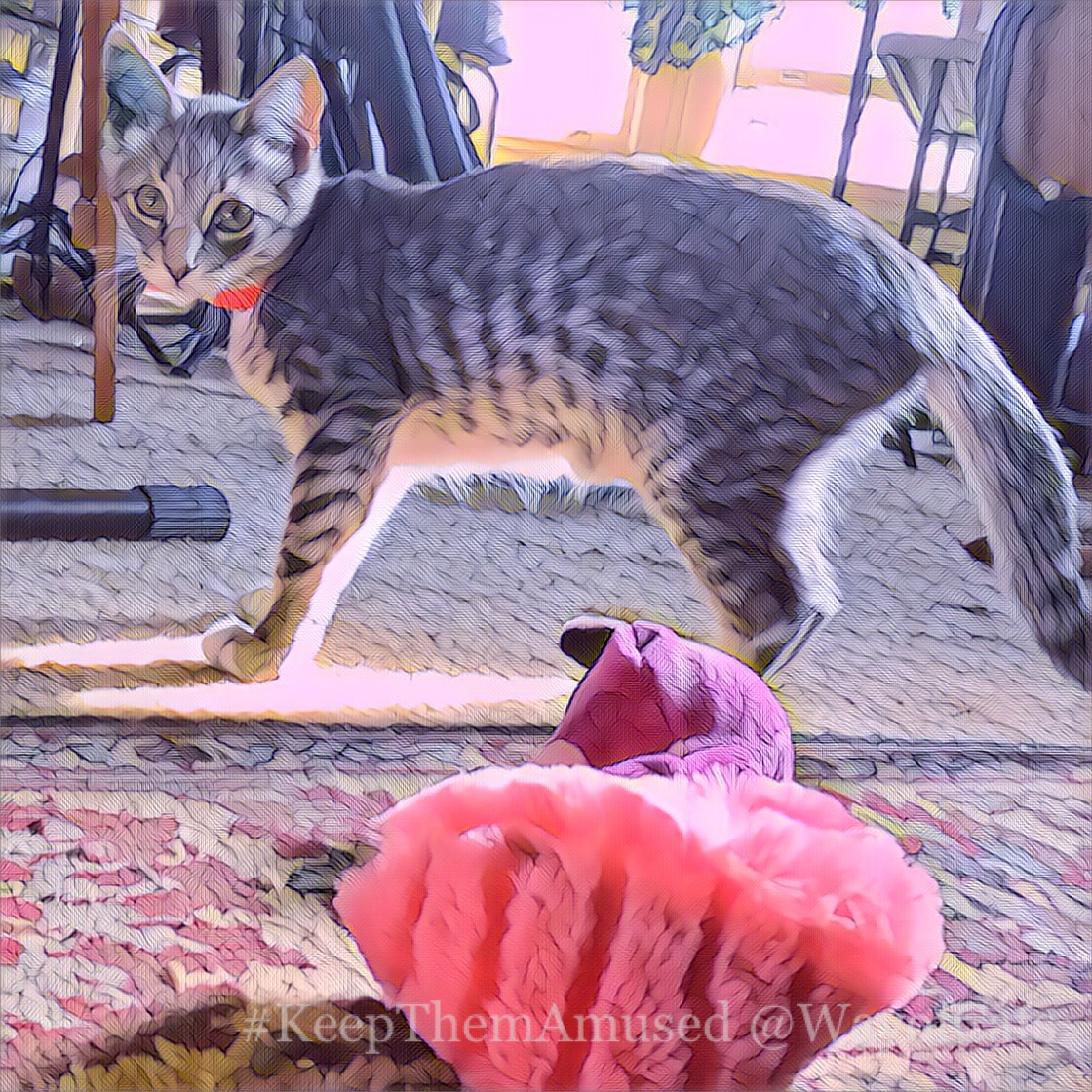 Distracting the cat is a solid training technique. Way of Cats