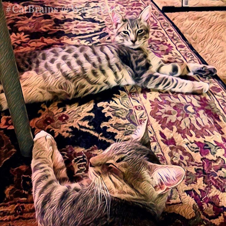 Do Cats Understand Physics? Science answers. Way of Cats