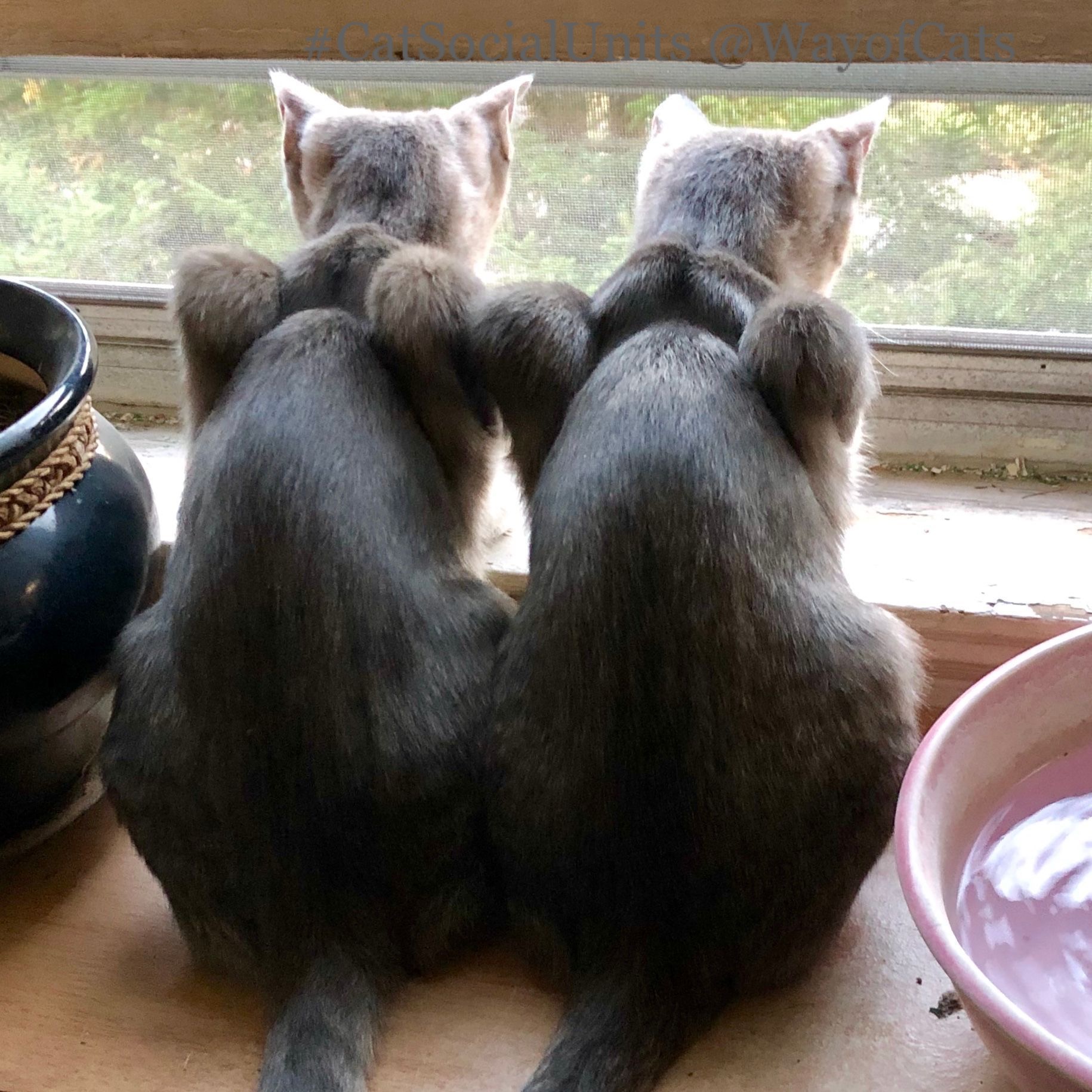 Cat Social Units create more harmony. Civilization at Way of Cats