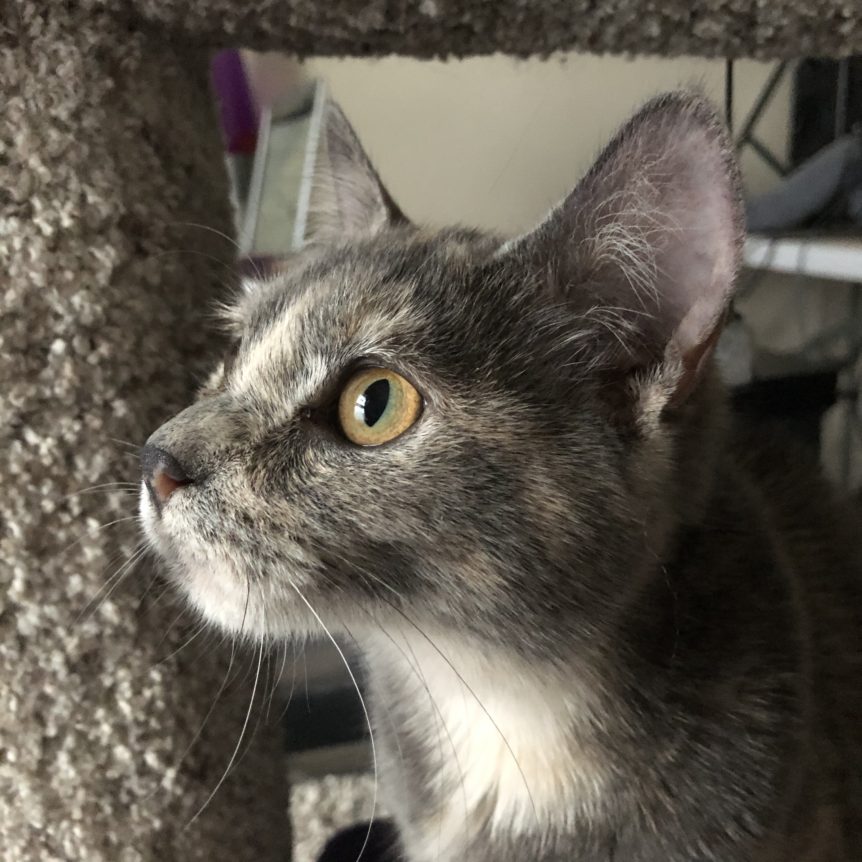 New Kitten? Cat Type will help care and training. Way of Cats