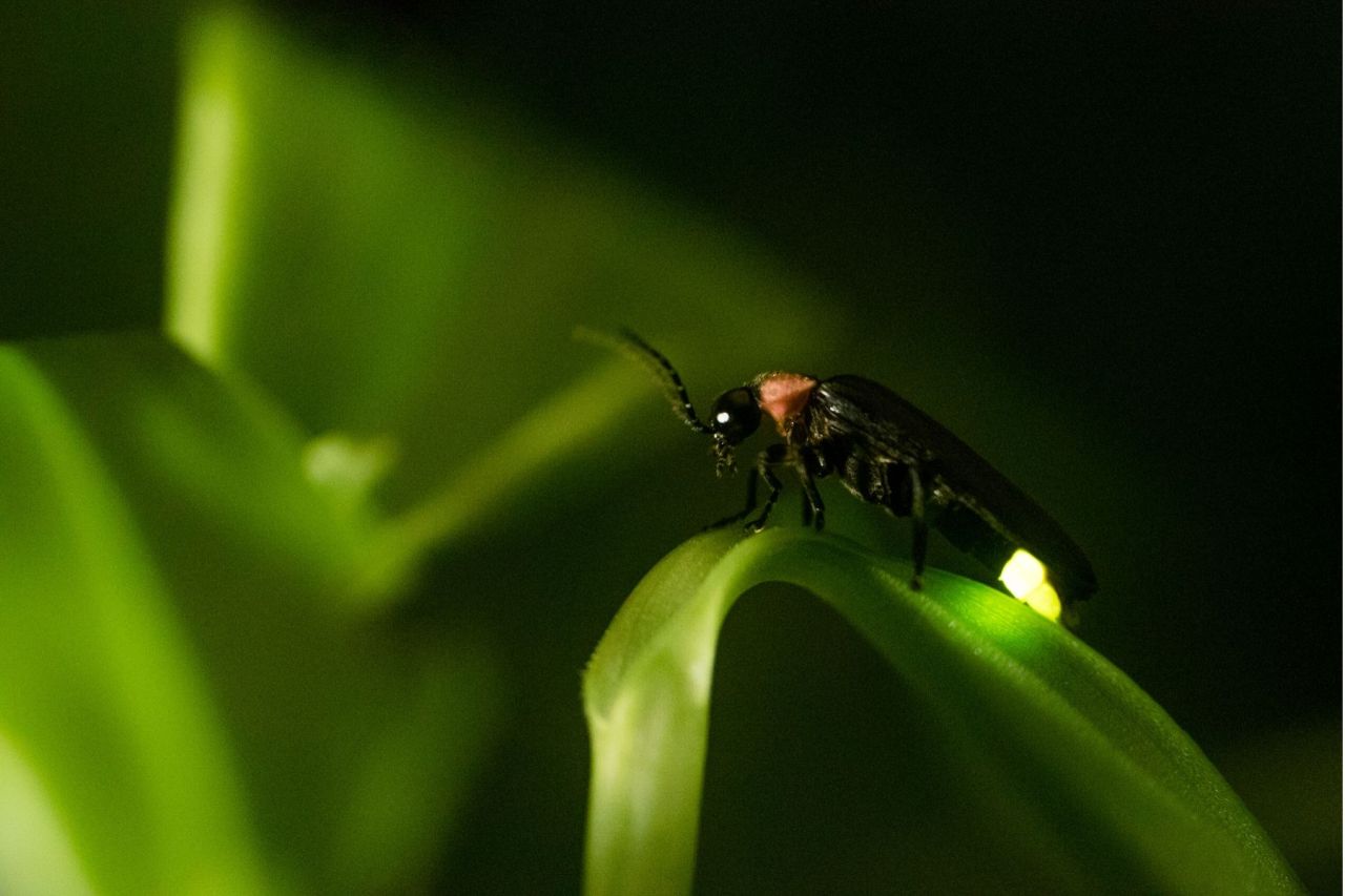 West Virginia DNR asking the public to help track lightning bugs