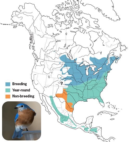 All About Bluebirds and How to Attract Them Wild Birds Unlimited