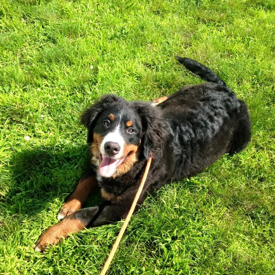 Testimonials WCC's Bernese Mountain Dog Puppies