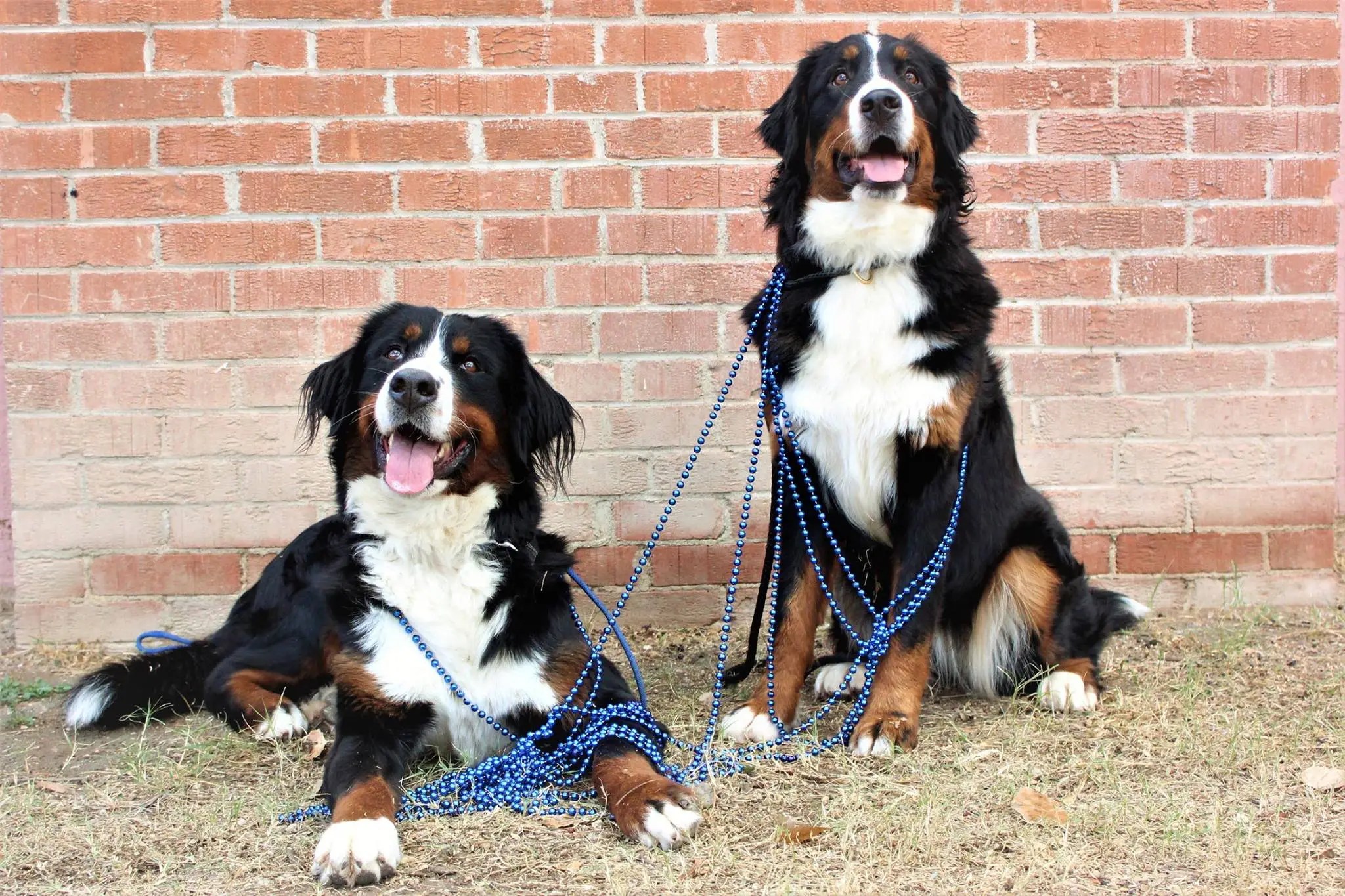 Testimonials WCC's Bernese Mountain Dog Puppies