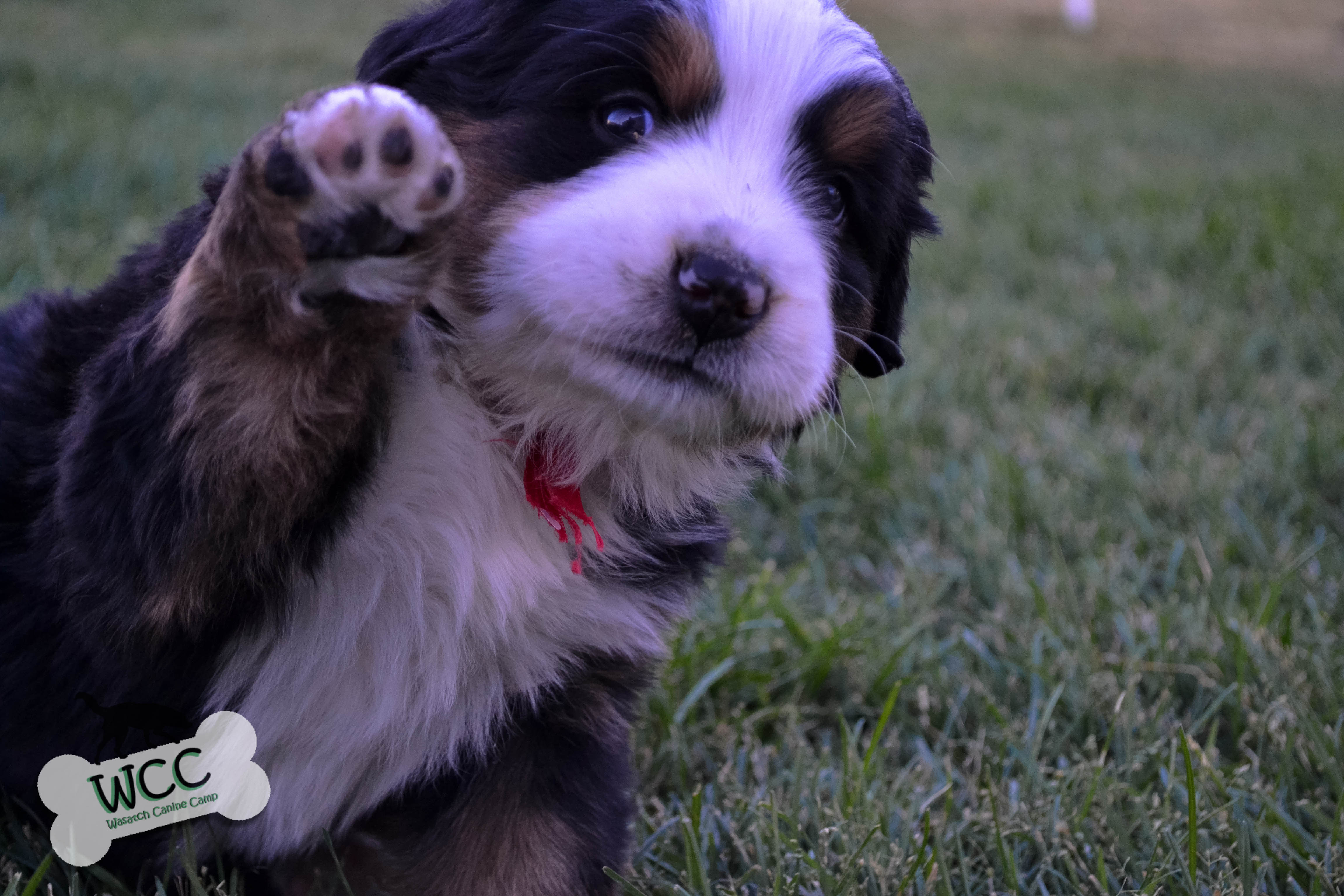 They're very quick learners with an incredible desire to please. WCC's Bernese Mountain Dog Puppies