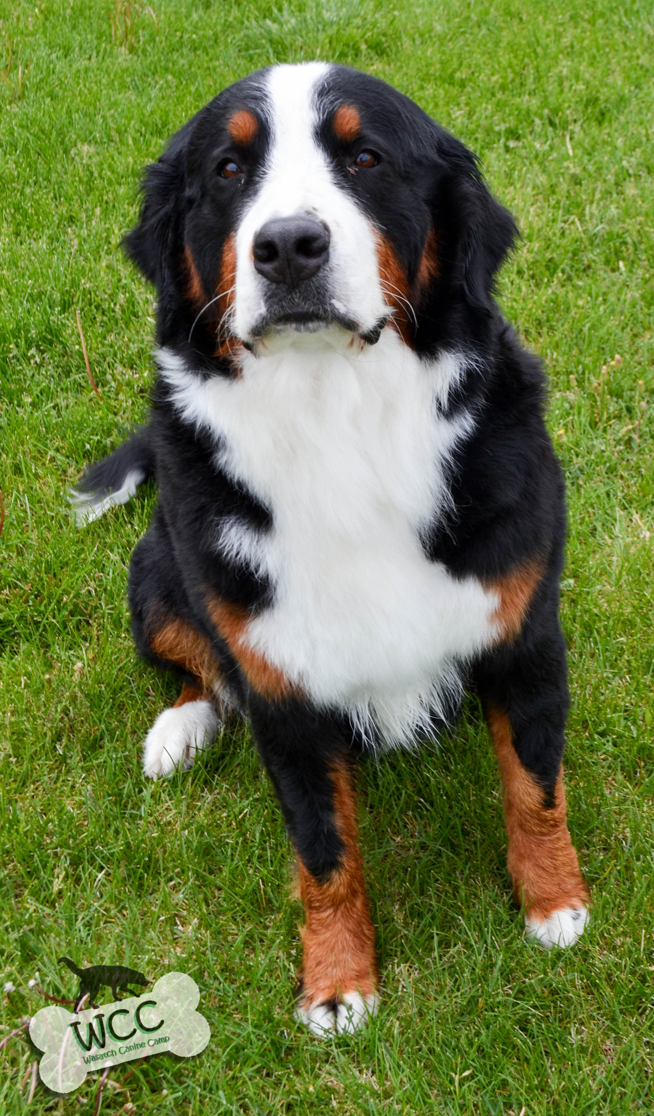 Use the search tool below and browse adoptable. Litter M | WCC's Bernese Mountain Dog Puppies