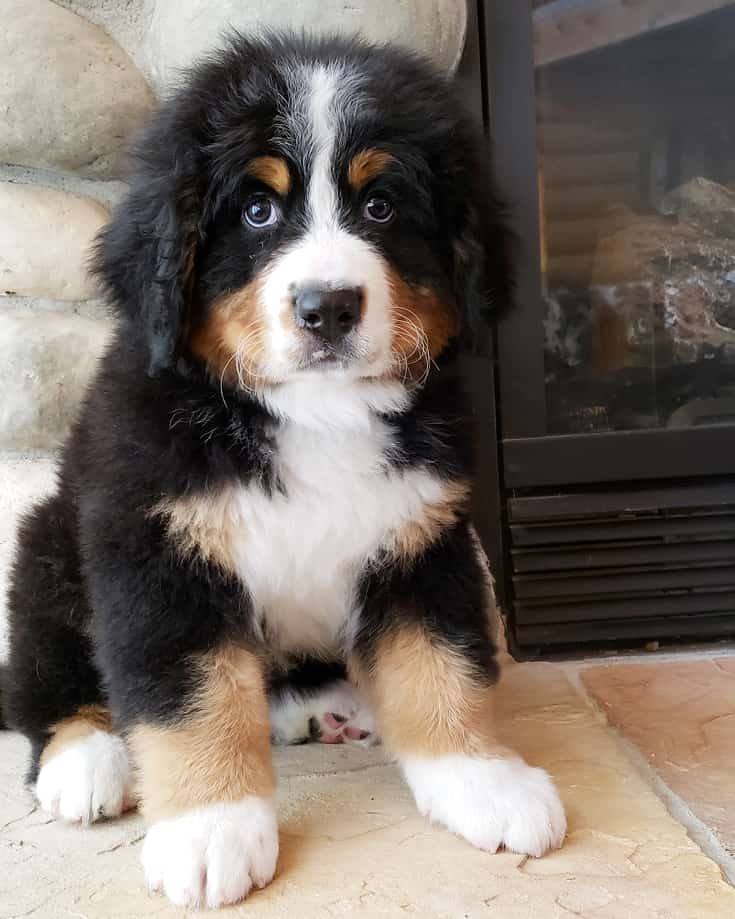 Bernese Mountain Dog Puppies Austin Texas / The Daily Puppy Photo Greater Swiss Mountain Dog
