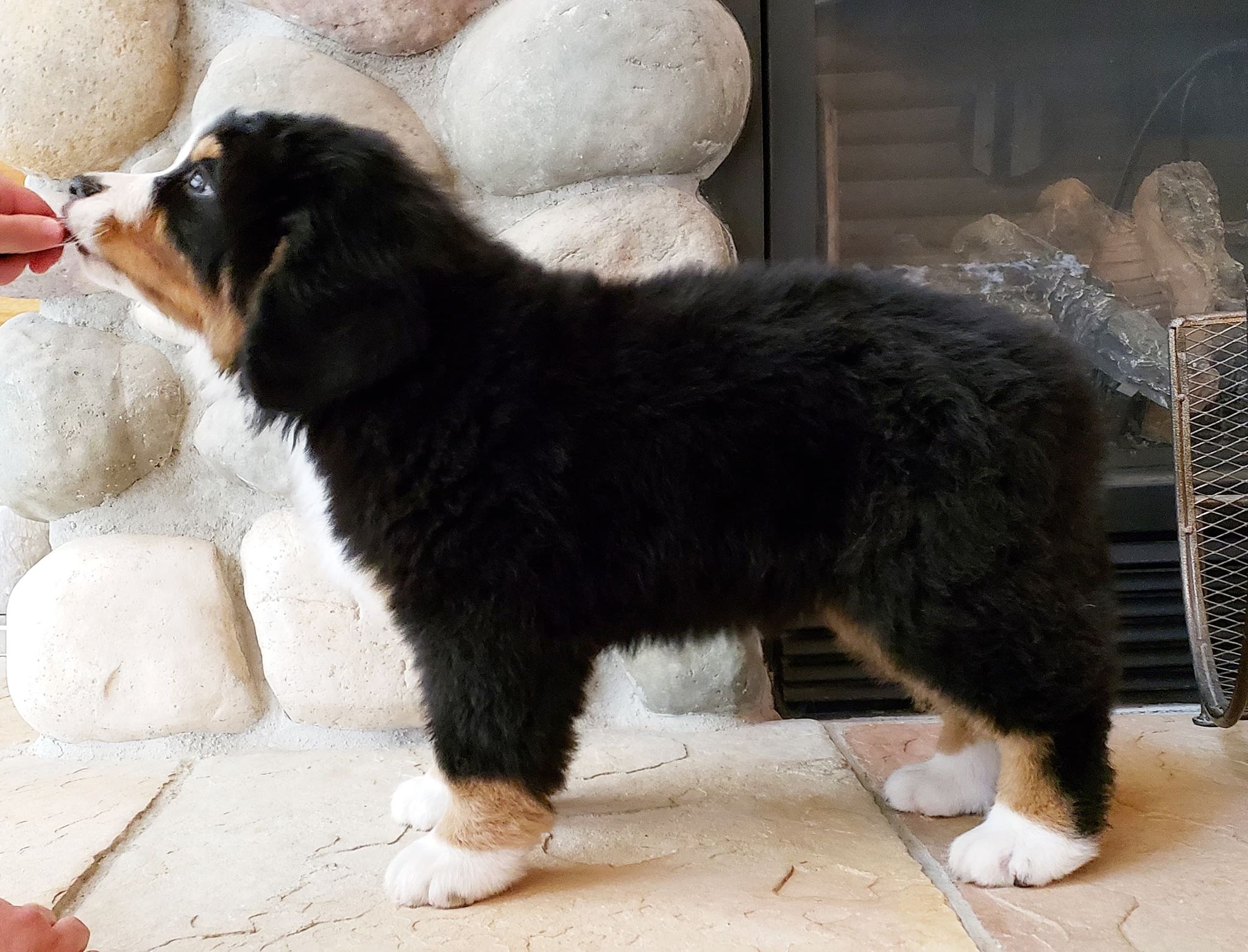 Bernese Mountain Dog Puppies Austin Texas / Berner Adventures Home Facebook / Dog breeder in wa