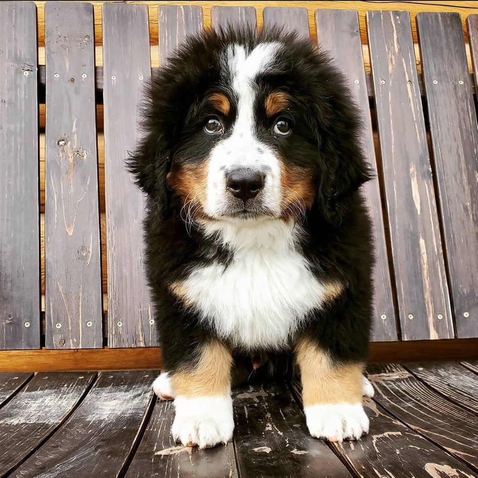 +45 Bernese Mountain Dog With Keg