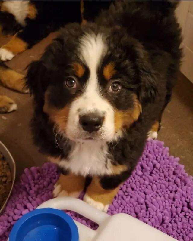 Litter AA WCC's Bernese Mountain Dog Puppies
