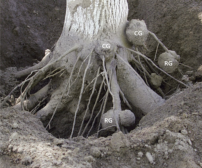 Crown galls (CG) and root galls (RG) are caused by Agrobacterium spp