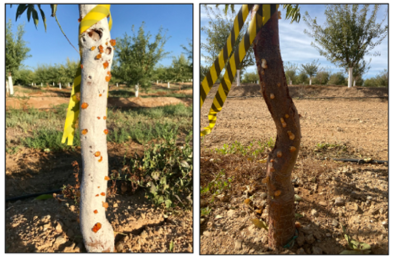 Figure 1. The images above illustrate different levels of trunk gummosis observed in the field
