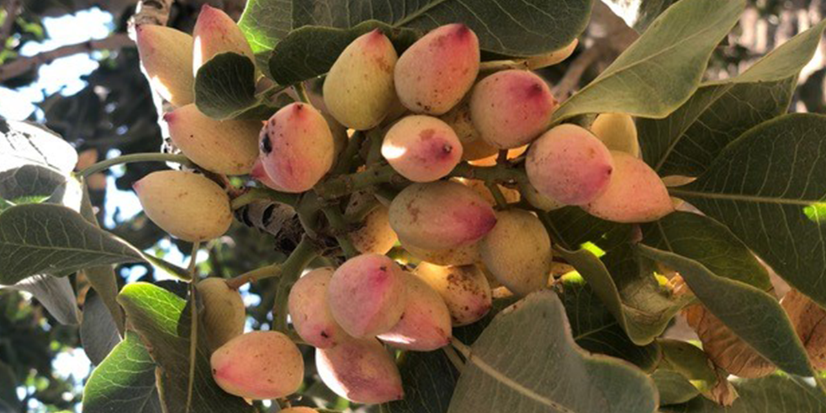New and current pistachio growers can decide whether or not to plant