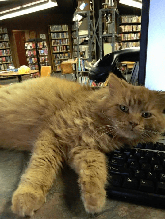 Inside of Fort Gay Library with an orange cat, Garfield, lazing on the