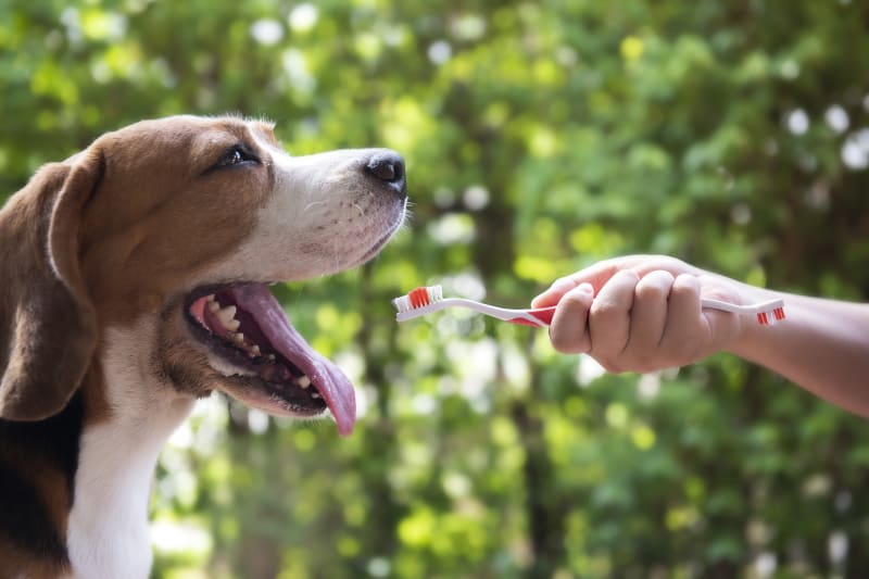 Bad Breath In Dogs | Flat Rock