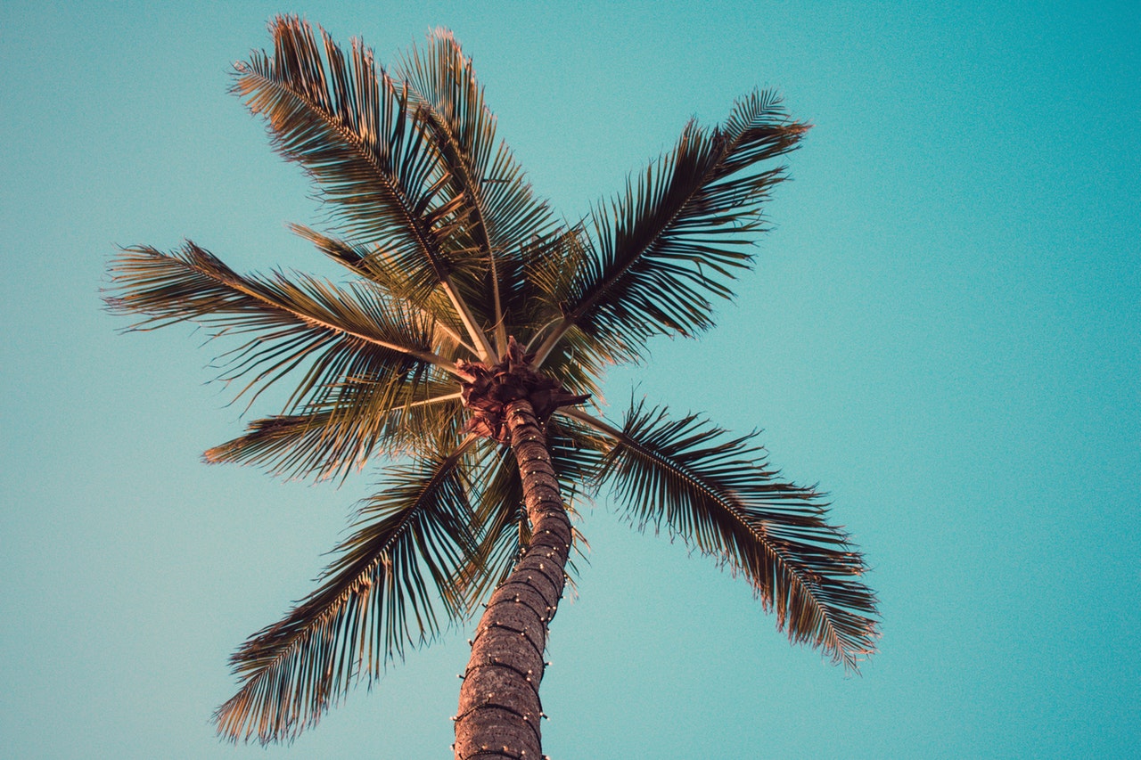 3 Steps to Caring for Your Palm Trees in California West Coast Trees